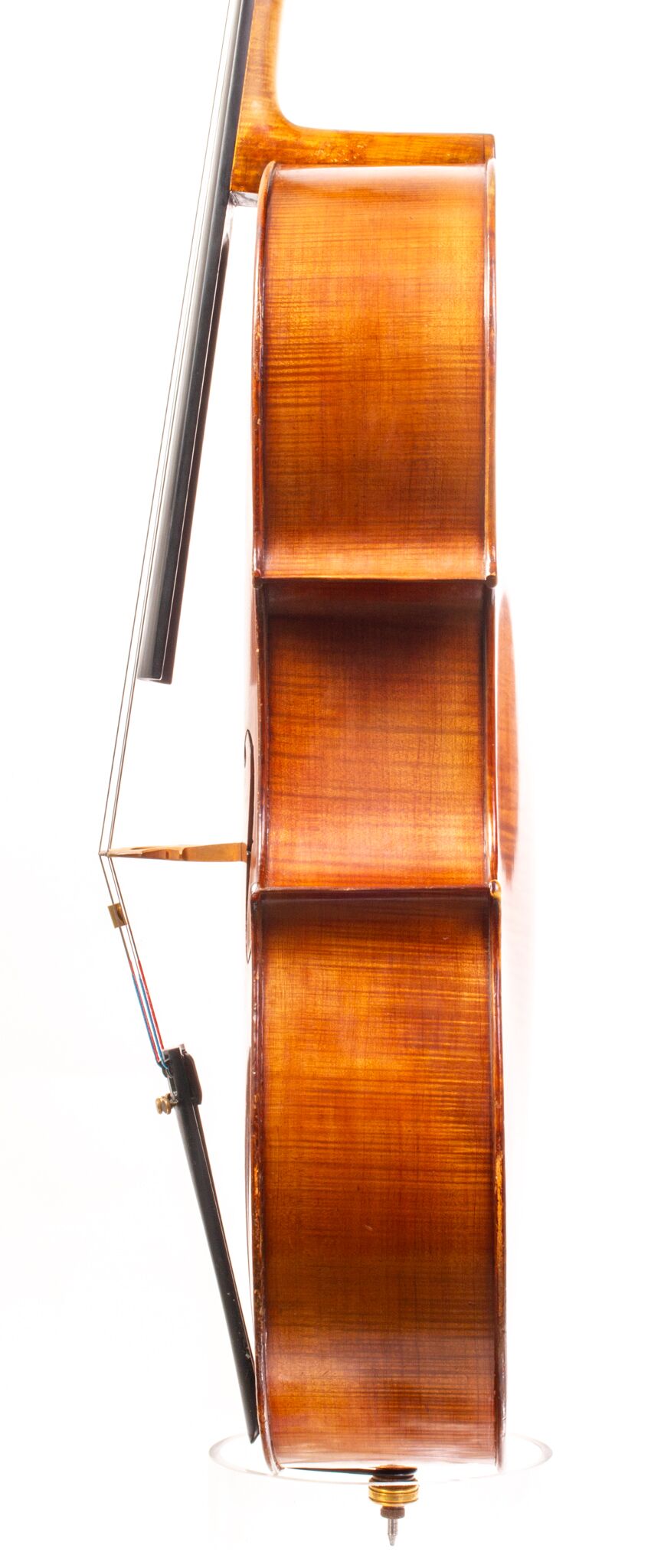 Tomassucci Cigno Cello - Arrone 1951-12-1-7