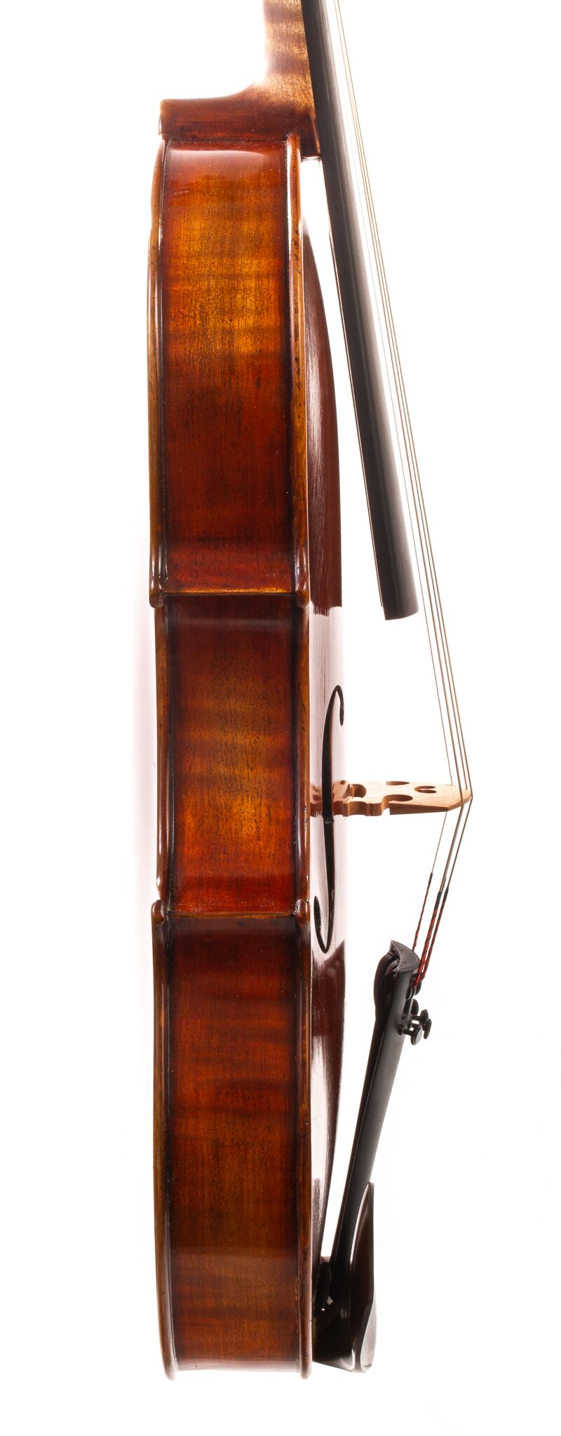 Dolce-Genovese-Viola