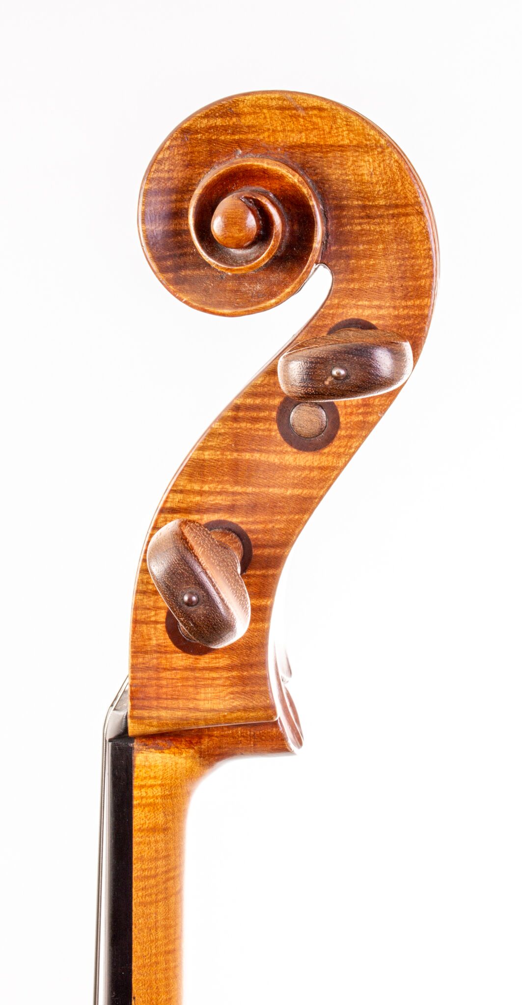 Tomassucci Cigno Cello - Arrone 1951-06