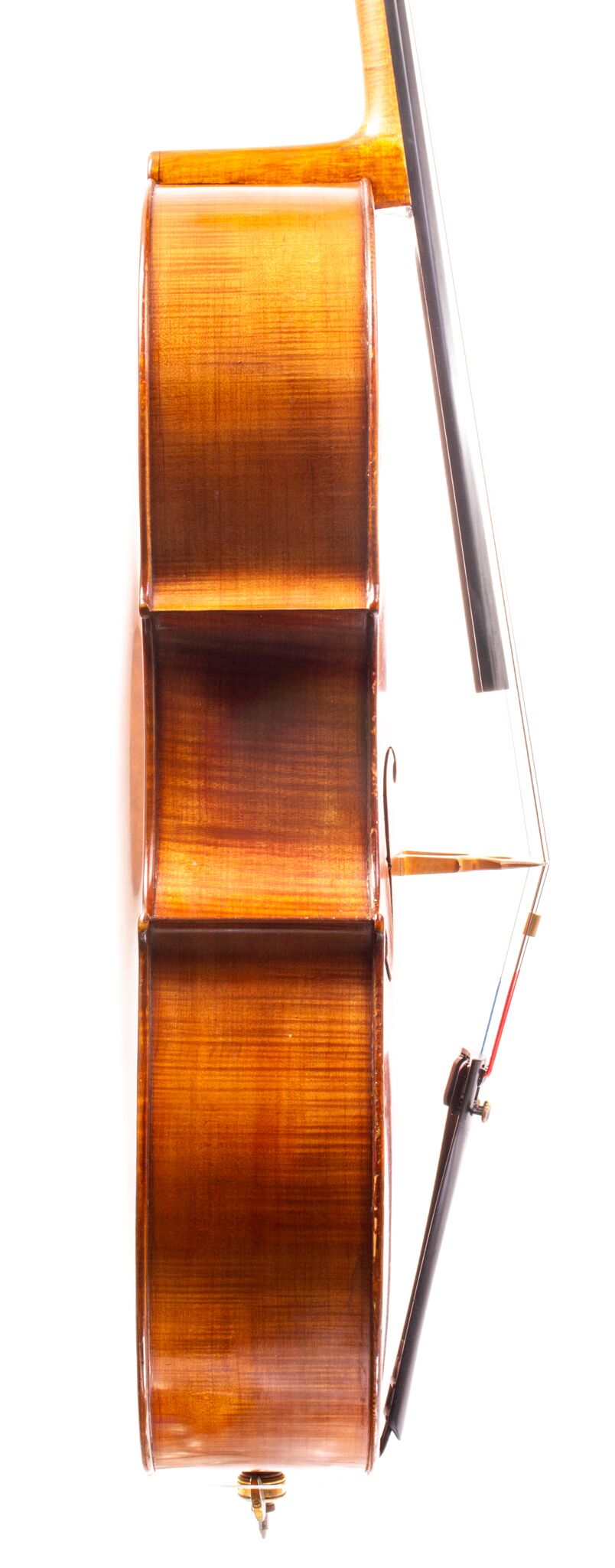 Tomassucci Cigno Cello - Arrone 1951-12-1-8
